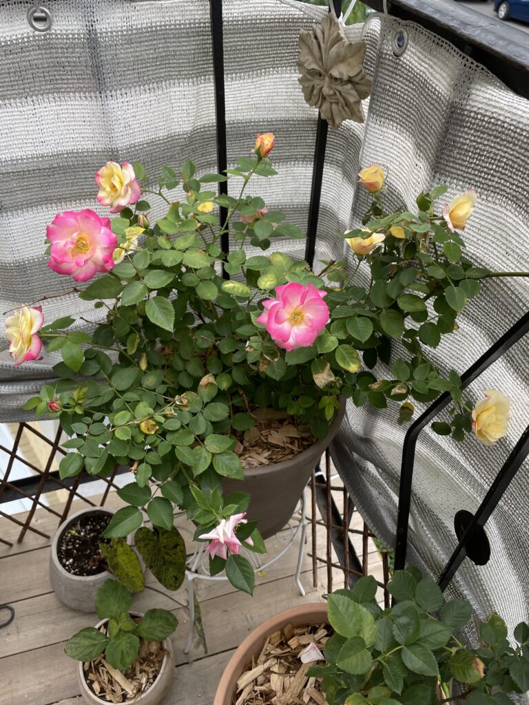 Roses can be grown in pots